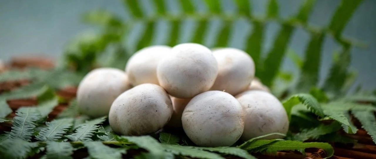 一顆白蘑菇年銷5億的“財富密碼”！江蘇裕灌9月亮相SIAL西雅展